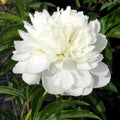 Paeonia lactiflora 'Duchesse de Nemours'