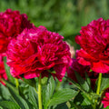 Bujori de gradina parfumati - Paeonia lactiflora 'Red'
