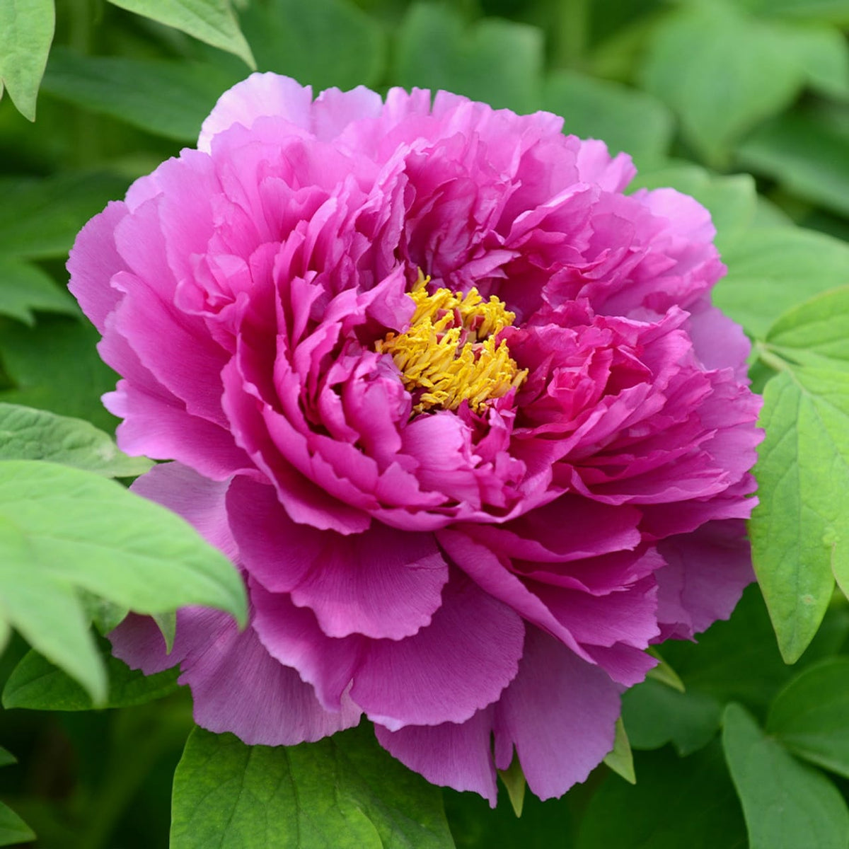 Paeonia suffruticosa - exemplare dezvoltate
