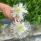 Passiflora incarnata 'Snowstar' - rezistenta la frig, fructe comestibile!