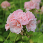 Muscata ruusu - Pelargonium Royal Rosebud ‘Dronning Ingrid’