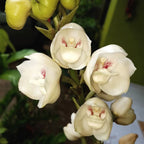 Peristeria elata (Orchidée du Saint-Esprit)