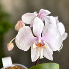 Phalaenopsis amabilis 'Surabaya' (foglie argentee)