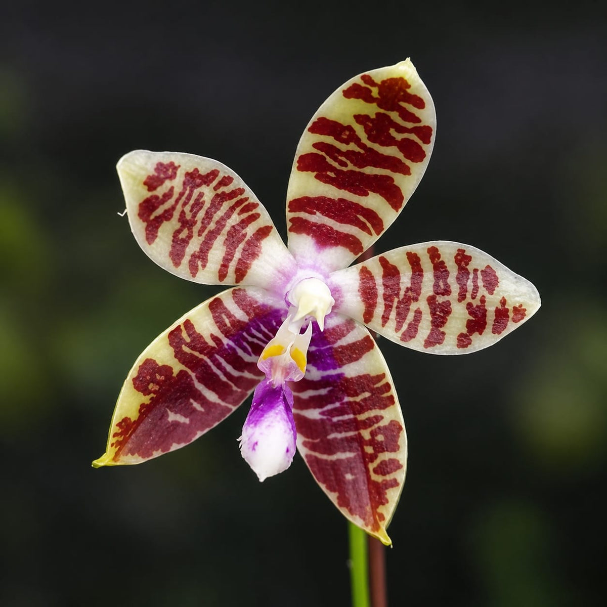 Phalaenopsis Miki Passion Corningiana 'Bell'