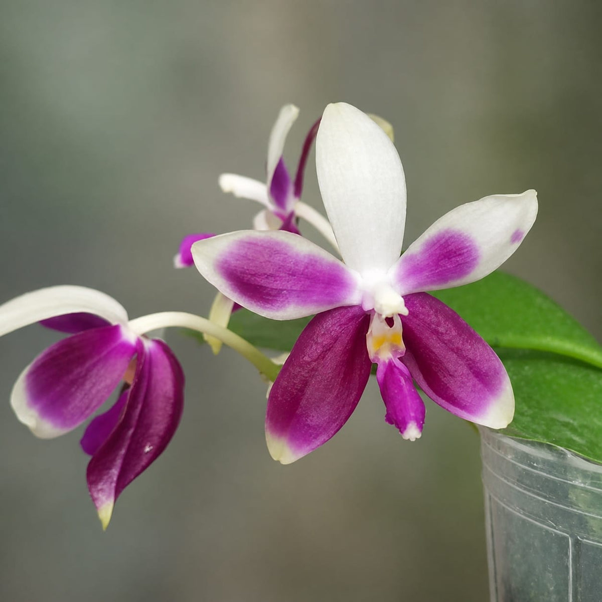 Phalaenopsis Miki Rose Vincent '1688'
