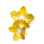 Phalaenopsis I-Hsin Beaming Sun (peloric - butterfly)