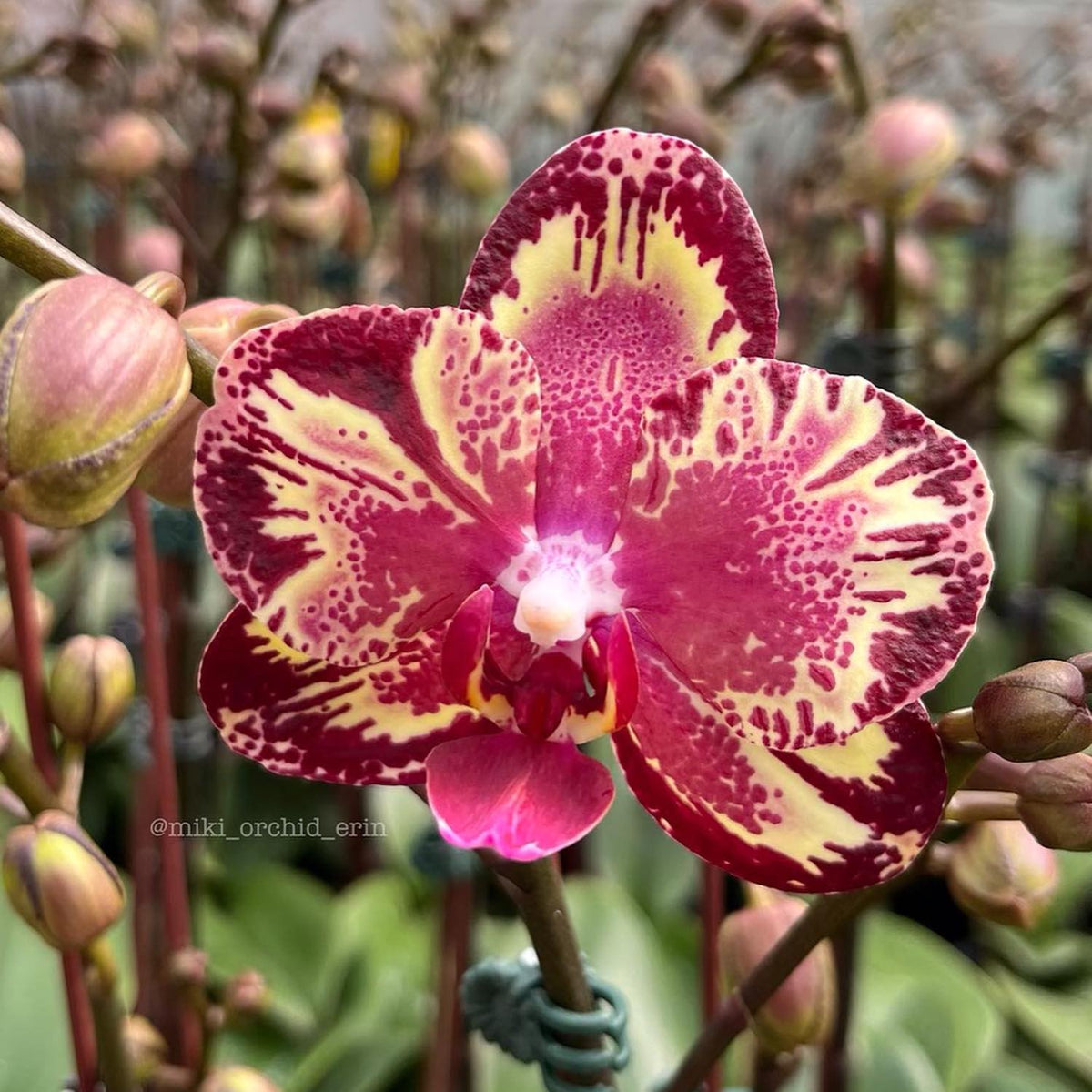 Phalaenopsis I-Hsin The Big Bang '959'