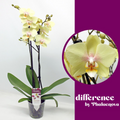 Phalaenopsis Liza