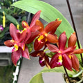 Phalaenopsis Chang Yi Little Peppers