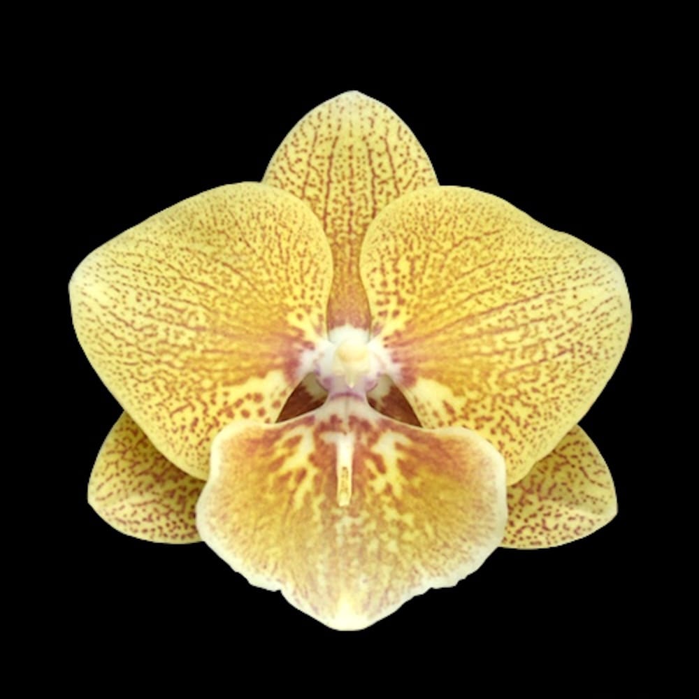 Phalaenopsis Chi Yueh Yellow Chameleon (Big Lip)