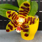 Phalaenopsis David Lim