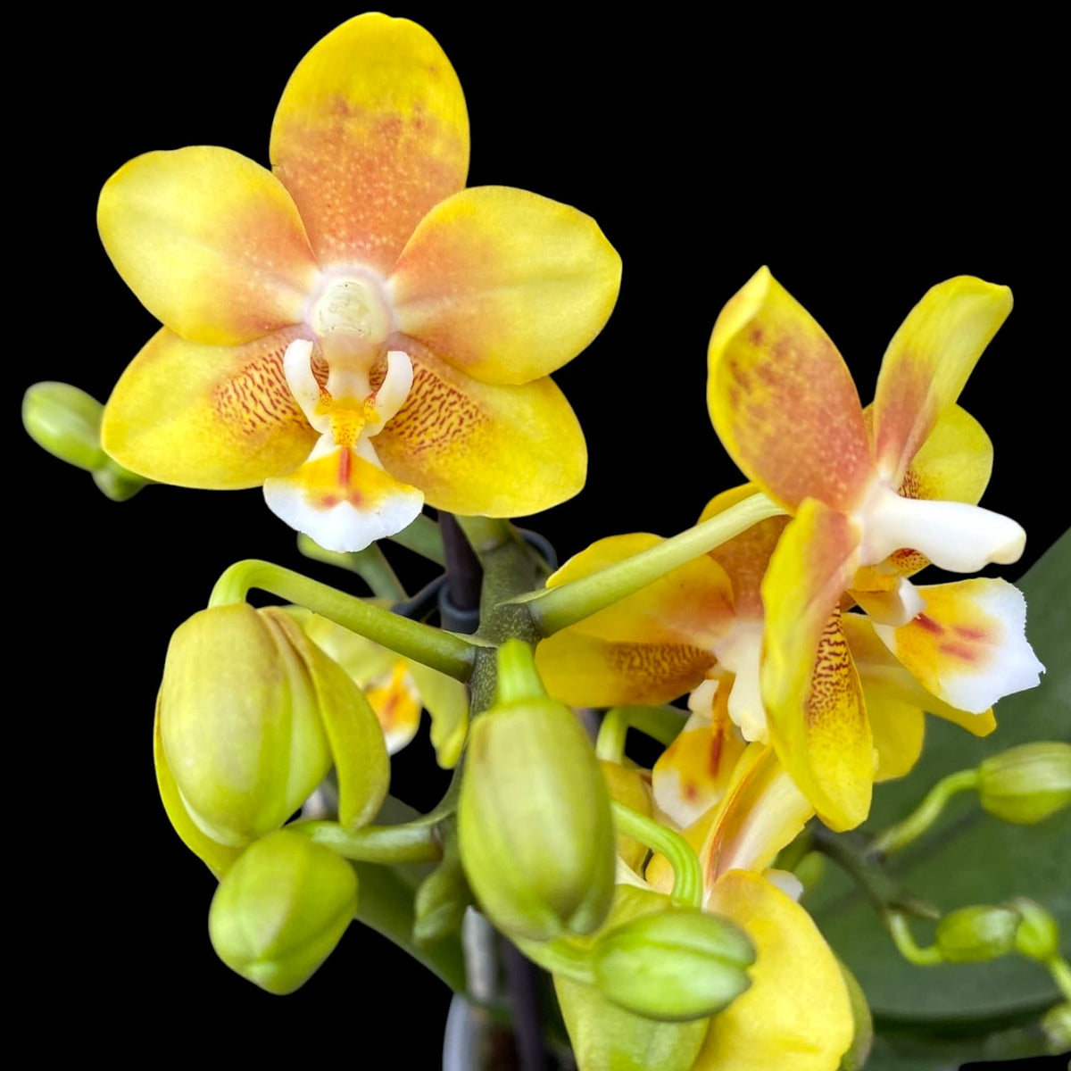 Phalaenopsis KS Balm 'Yellow Chocolate