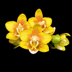 Phalaenopsis KS Balm 'Yellow Chocolate