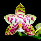 Phalaenopsis Lyndon Mix Zebra '708'