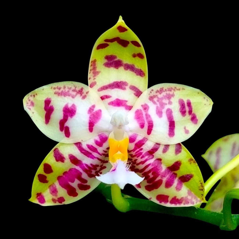 Phalaenopsis Lyndon Mix Zebra '708'