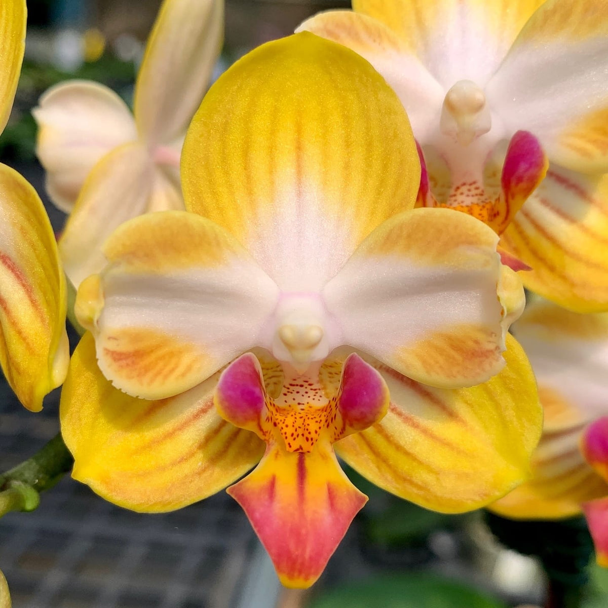 Phalaenopsis_Yen_Shuai_Sweet_Girl_Promise_peloric.jpg