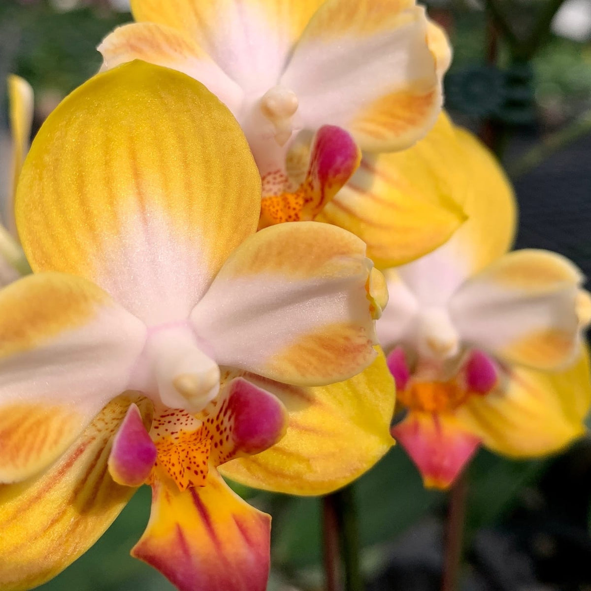 Phalaenopsis_Yen_Shuai_Sweet_Girl_Promise_peloric.jpg