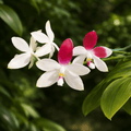 Phalaenopsis tetraspis 'C2'