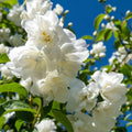 Philadelphus 'Bouquet Blanc'