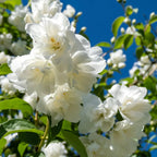 Philadelphus 'Bouquet Blanc'