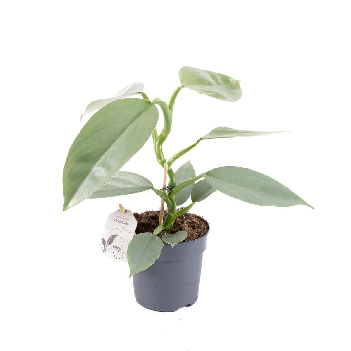 Filodendro Espada de Plata (Hastatum)