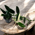 Monstera standleyana ‘Albo Variegata’ (Filodendro Cobra)