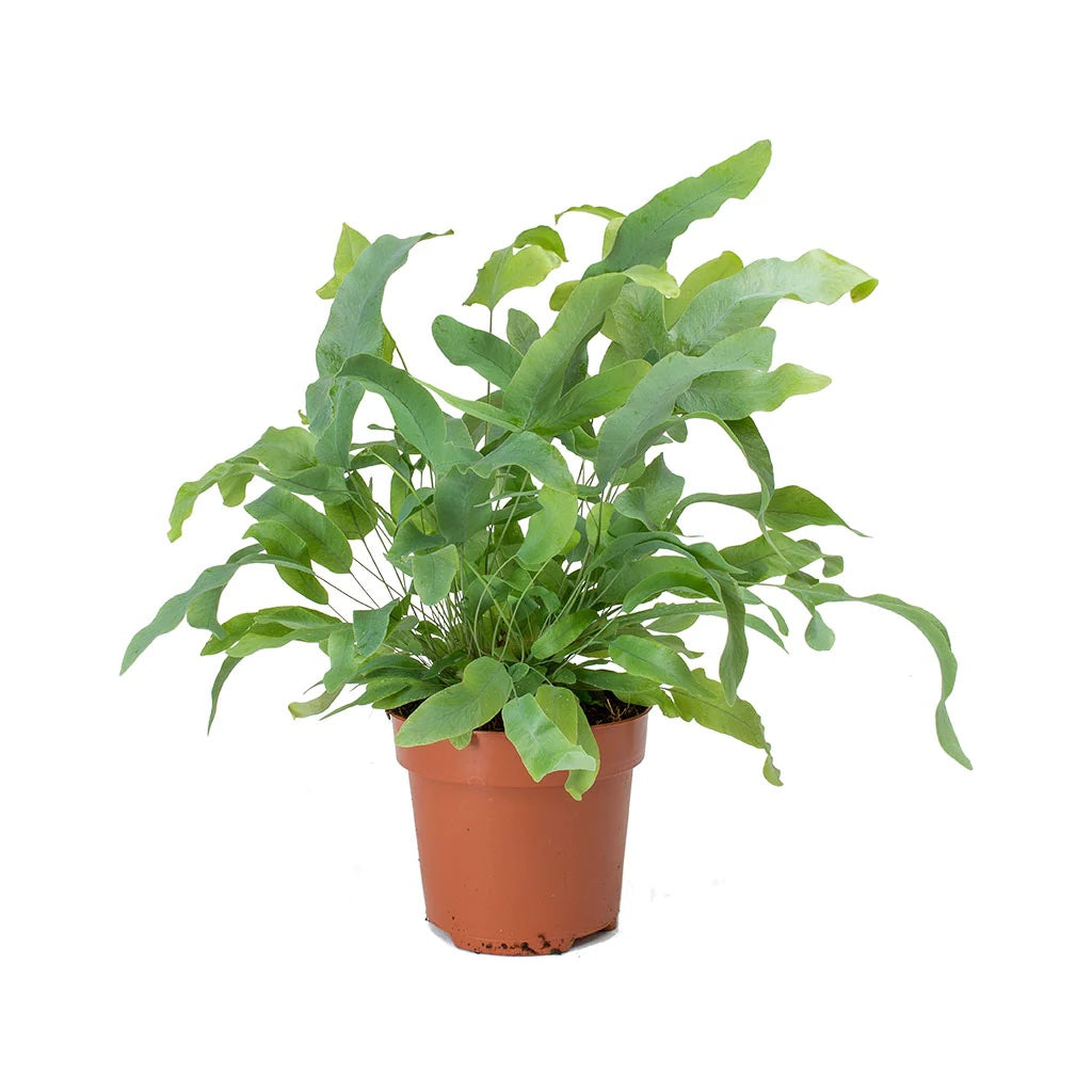 Phlebodium aureum 'Blue Star' - tropical fern with blue-green foliage