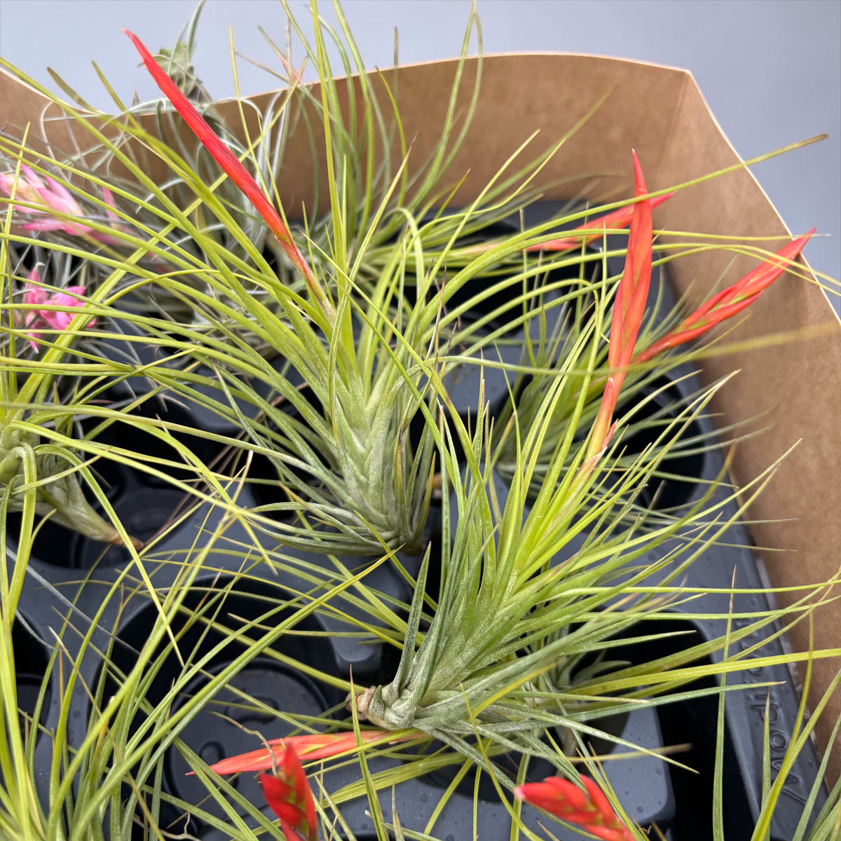Tillandsia caulescens – air plant with silver foliage and elegant form