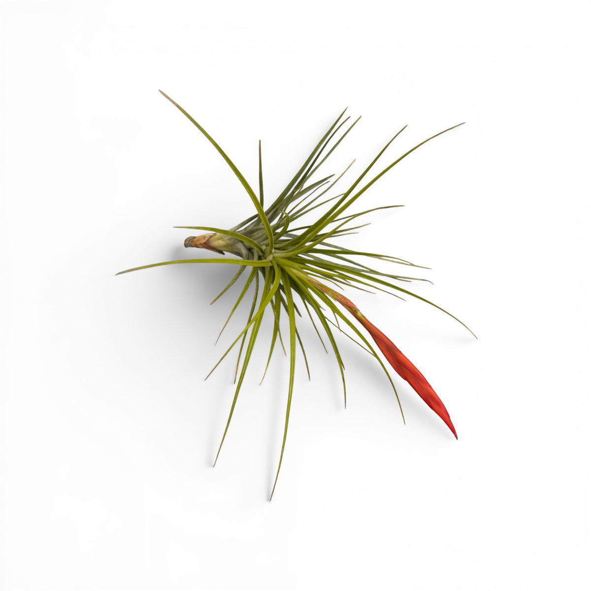 Tillandsia caulescens – air plant with silver foliage and elegant form