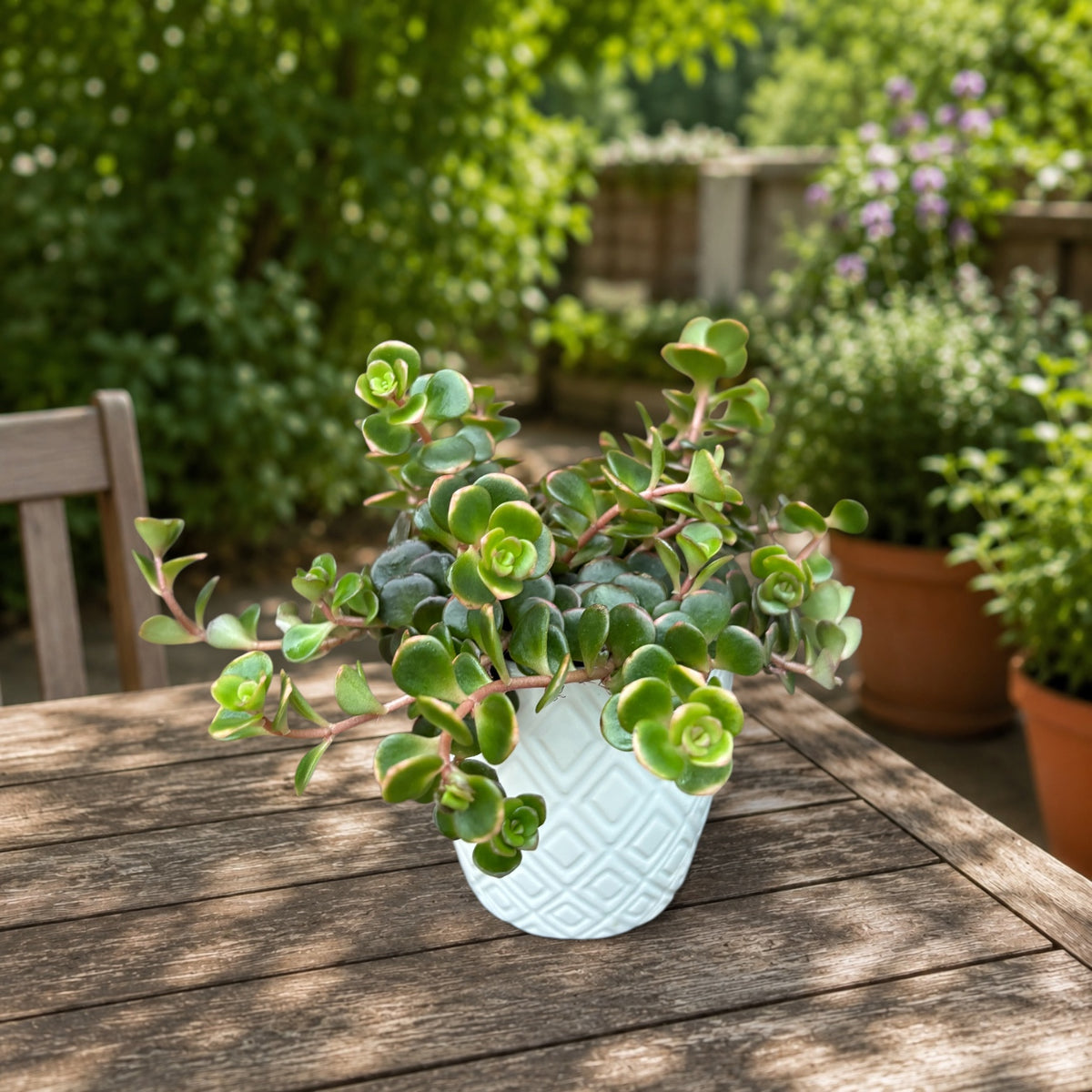 Sedum ‘Tornado’ - succulenta perenne