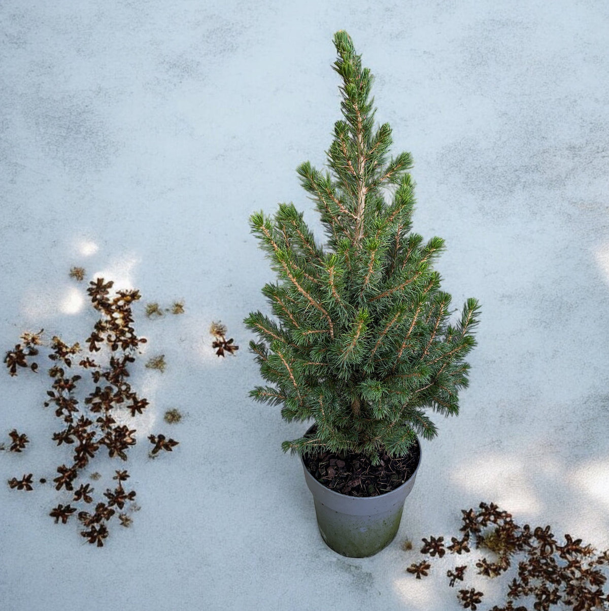 Picea Glauca Conica H55-60 cm - brad in ghiveci