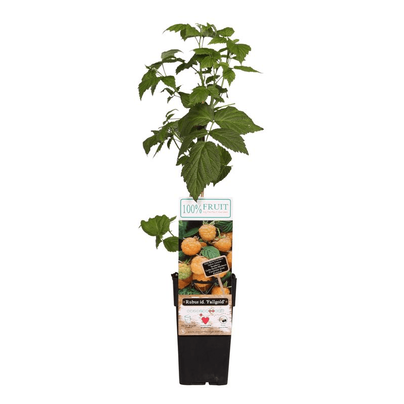 Remontierende gelbe Himbeere mit süßen und aromatischen Früchten - Rubus idaeus 'Fallgold'