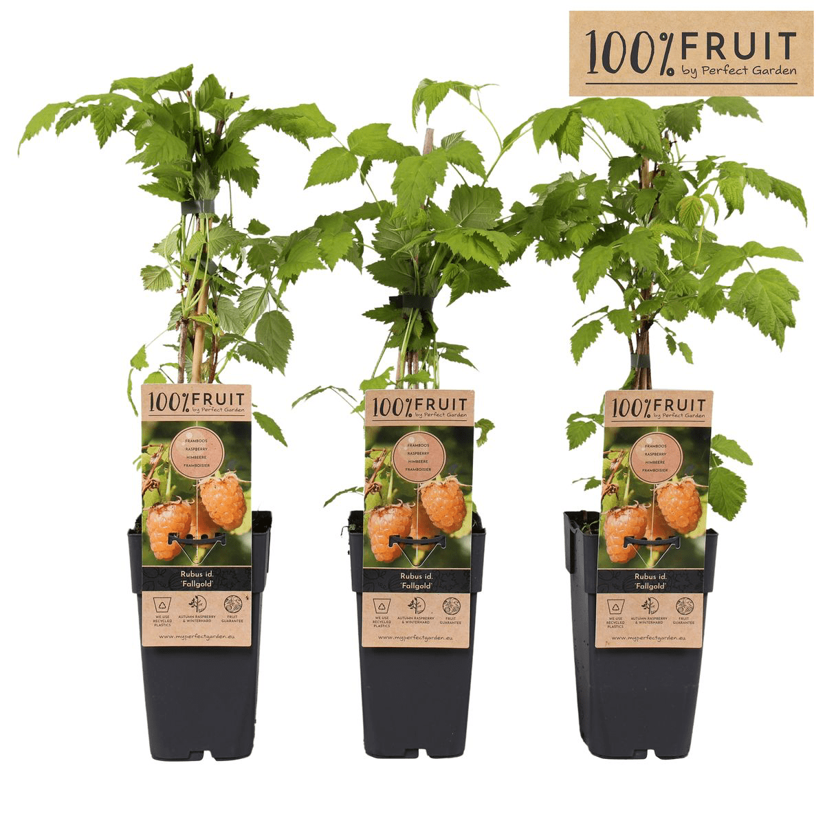 Yellow remontant raspberry, with sweet and aromatic fruits - Rubus idaeus 'Fallgold'