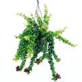Aeschynanthus 'Rasta' (растение червило) - XL екземпляри