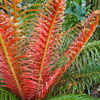 Blechnum brasiliense ‘Volcano’ - vörös levelű brazil páfrány
