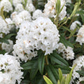 Rhododendron 'Arctic Tern' - garden azalea