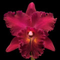 Rlc. Chialin Victor