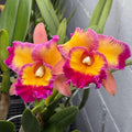 Rlc. Dick Smith 'Paradise'