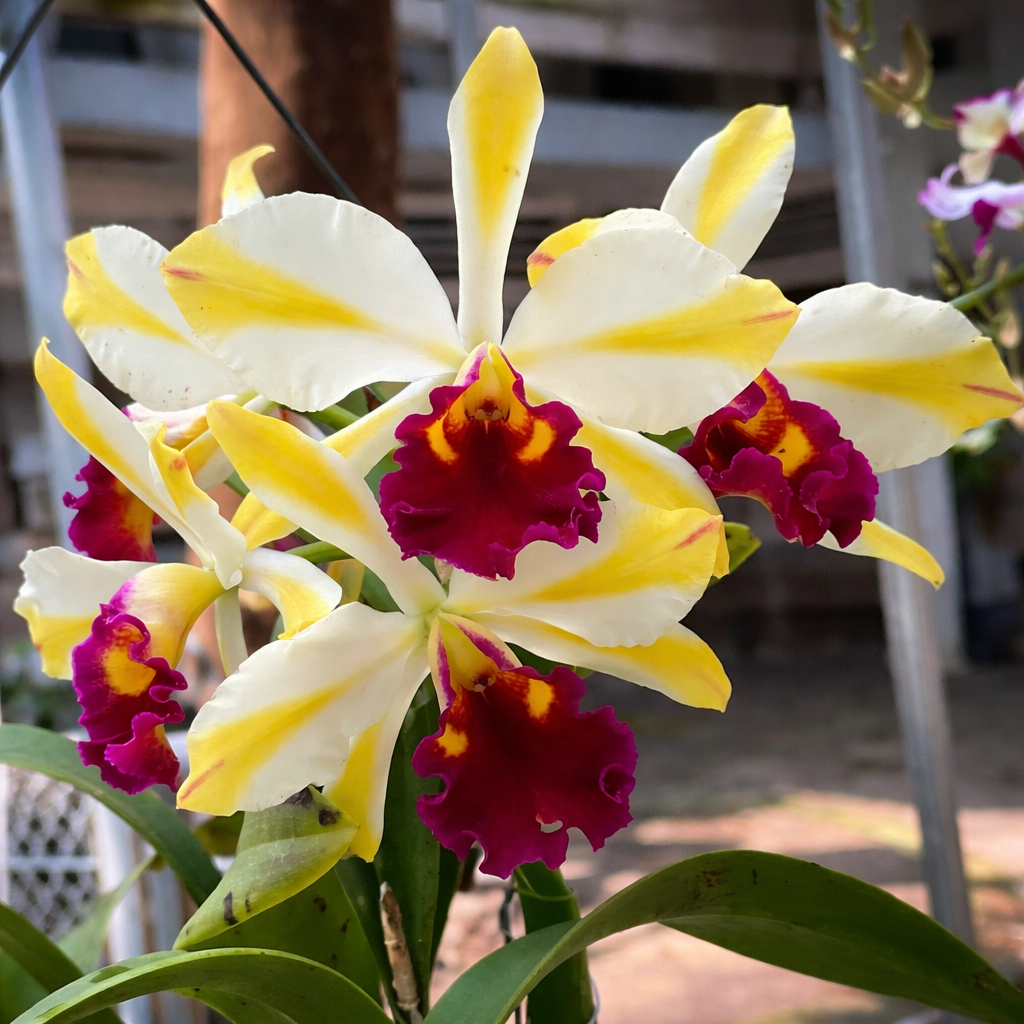 Rth. Fu Shu Glory 'Happy Holiday' - parfumata