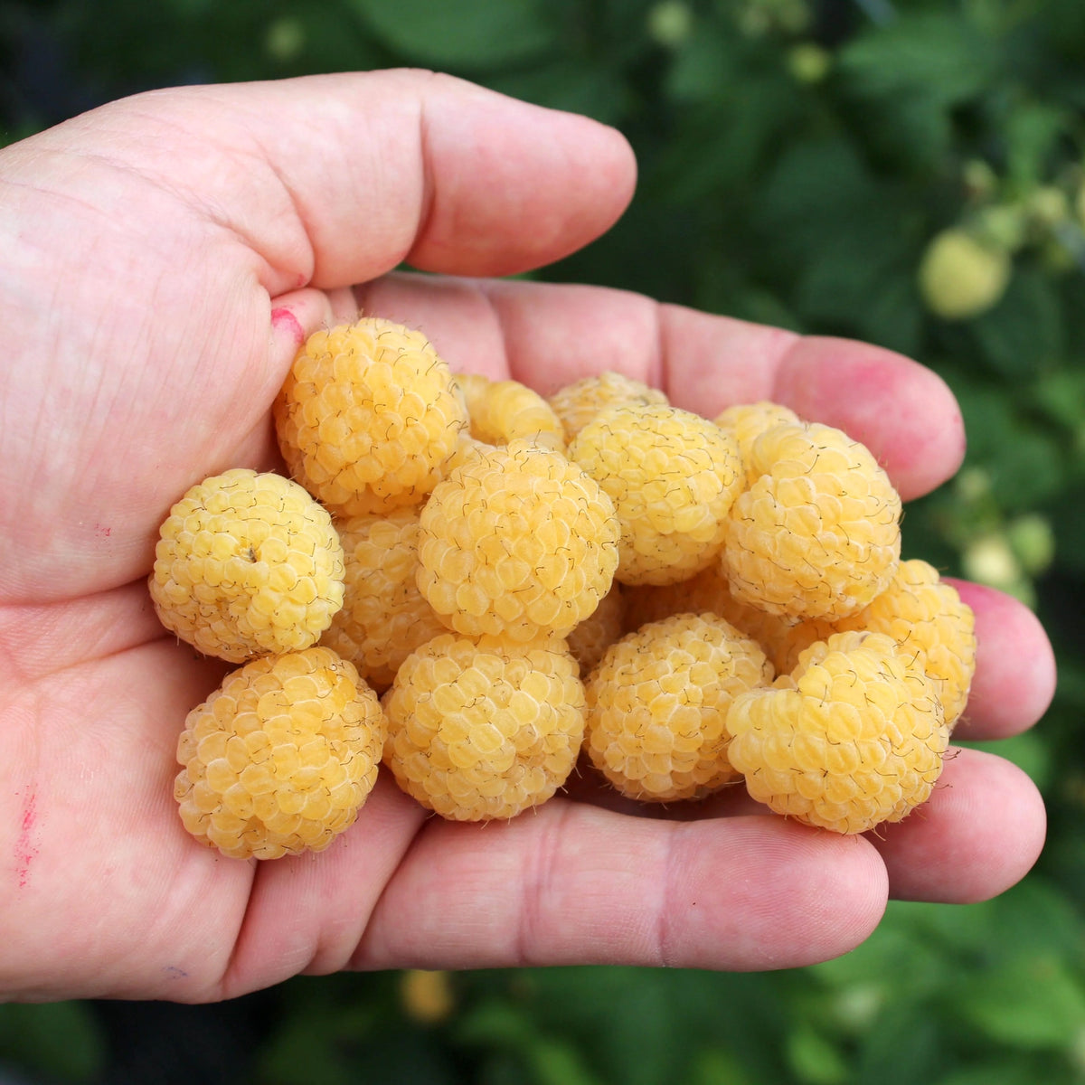 Rubus idaeus Lowberry® 'Goodasgold®'