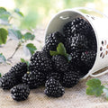 Mur fara spini, aroma intensa - Rubus fruticosus 'Triple Crown'