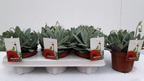 Senecio Red Cap