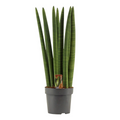 Sansevieria Cylindrica Recht XL