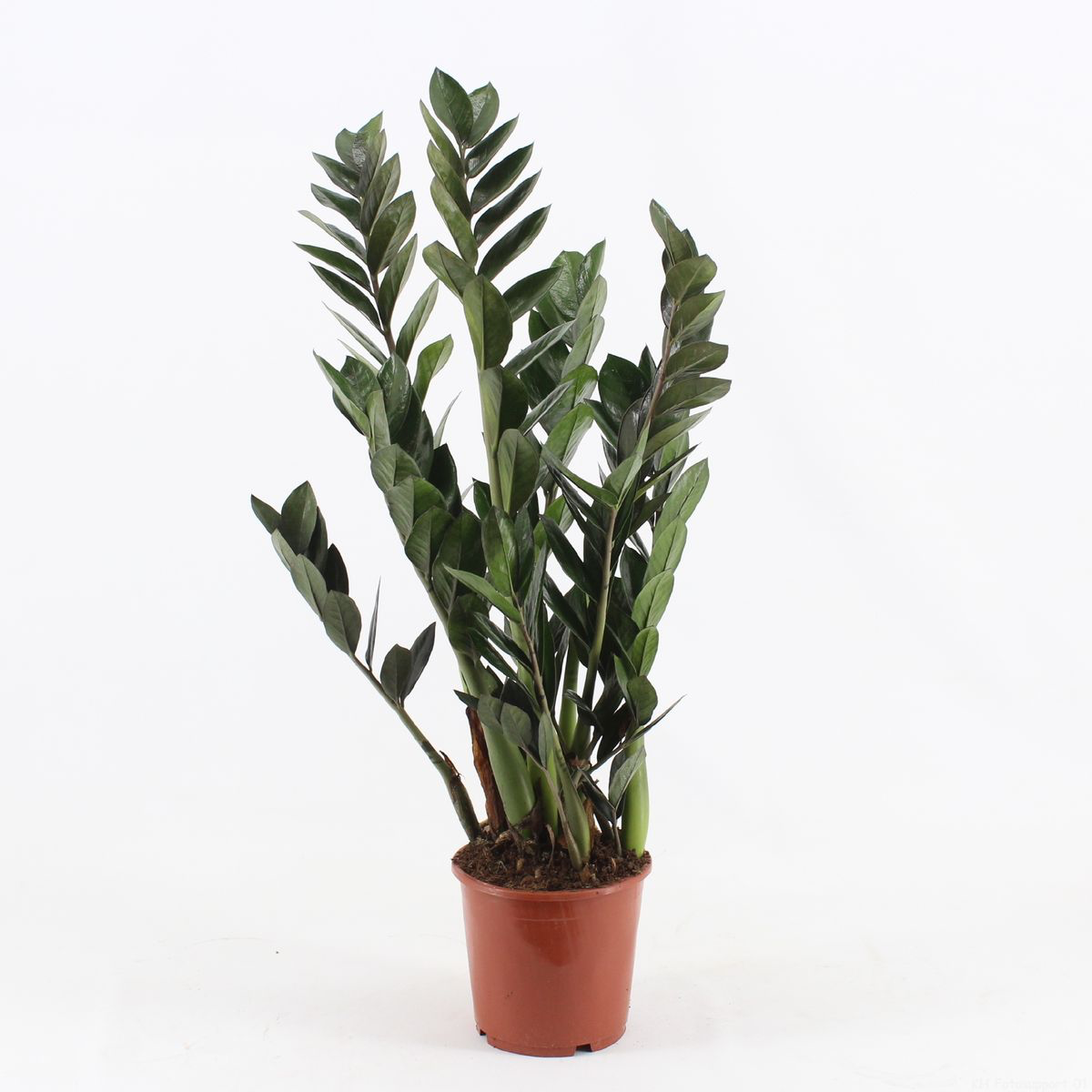 Zamioculcas ‘Super Nova’ D17 – frunzis inchis, aspect premium si intretinere usoara