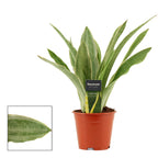 Sansevieria 'Aubrytiana Sayuri'