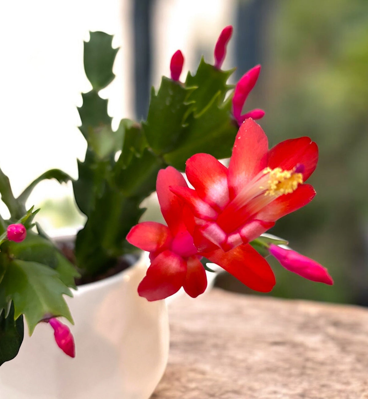 Schlumbergera ‘Carribean Dancer’ (Craciunita rosie)