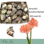 Hippeastrum ‘Sunshine Nymph’ – varietate dubla spectaculoasa, cu nuante calde de portocaliu - alb