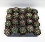Thelocactus hexaedrophorus - fiori spettacolari