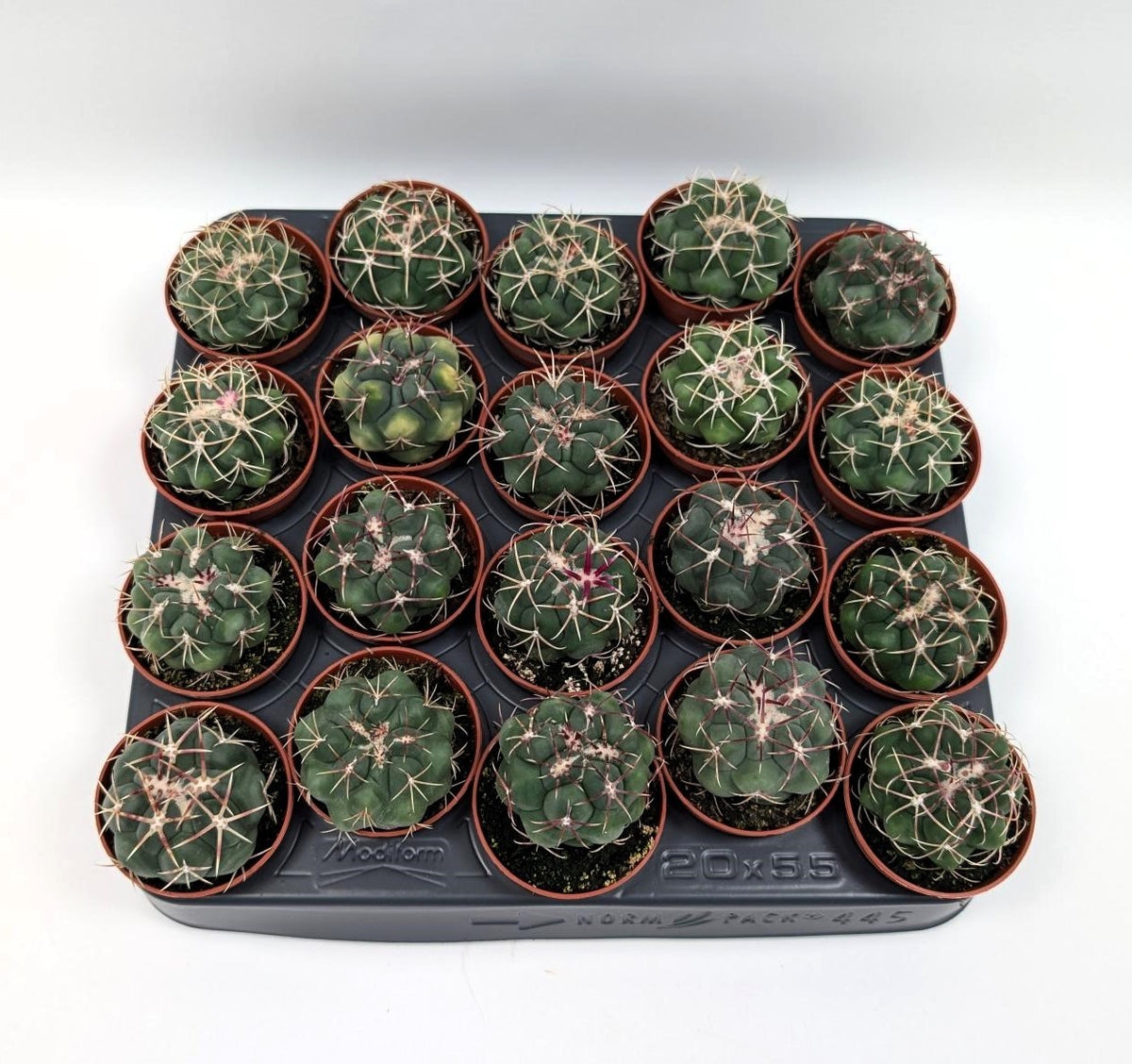 Thelocactus hexaedrophorus - fiori spettacolari