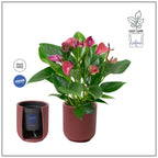 Anthurium ‘Karma Purple’, con maschera decorativa e sistema di autoirrigazione, facile da curare